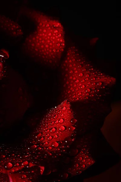 Red Rose Dew Black Background — Stock Photo, Image