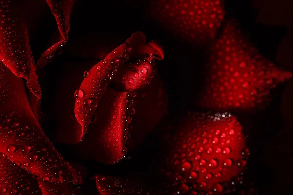 Czerwona Róża Rosą Czarnym Tle — Zdjęcie stockowe