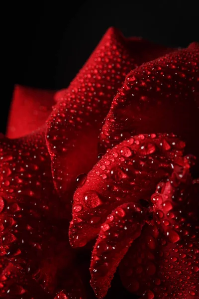 Rose Rouge Avec Rosée Sur Fond Noir — Photo