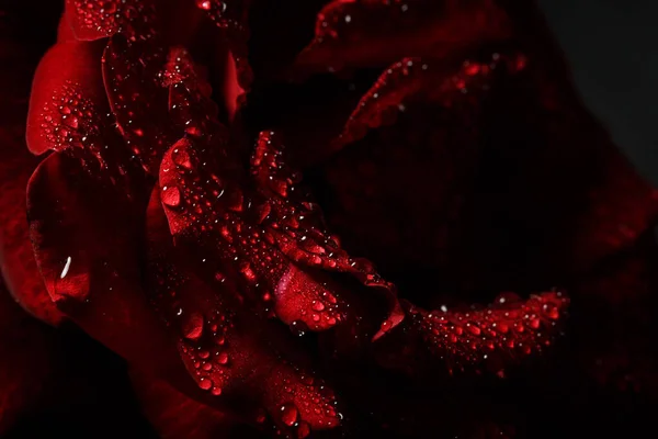 Červená Růže Rosou Černém Pozadí — Stock fotografie