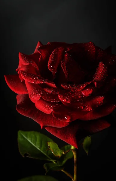 Червона Троянда Росою Чорному Тлі — стокове фото