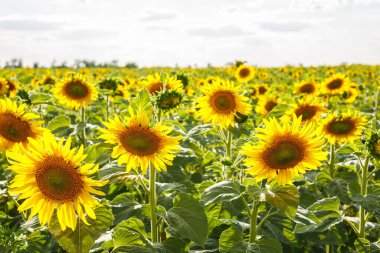 Yazın büyük sarı ayçiçeği tarlası
