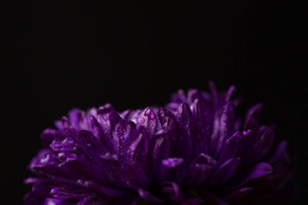Purple chrysanthemum with dew drops on black background