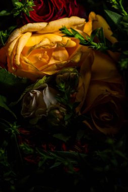 Siyah arka planda güzel taze kasımpatı.