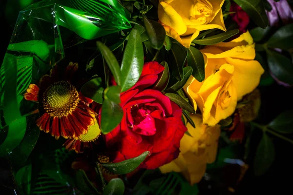 黒の背景に美しい新鮮な菊 — ストック写真