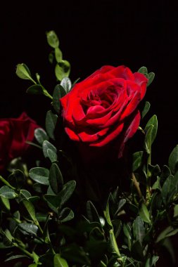 Güzel yemyeşil kırmızı gül yakın, siyah arkaplan