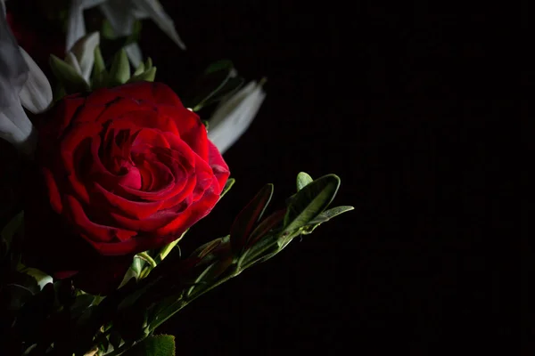 Красива Пишна Червона Троянда Близько Чорний Фон — стокове фото