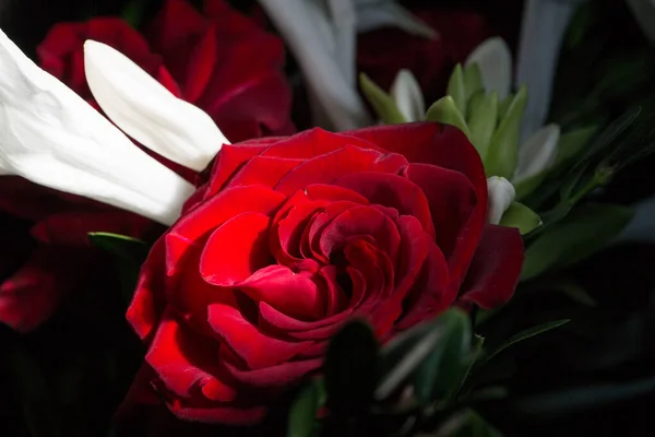 美丽的郁郁葱葱的红玫瑰 黑色背景 — 图库照片