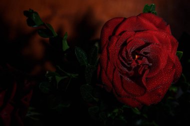 Siyah arka planda çiğ damlaları olan güzel kırmızı romantik gül.