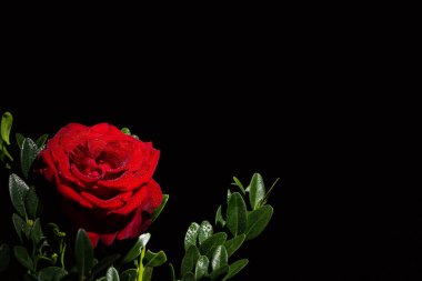 Siyah arka planda çiğ damlaları olan güzel kırmızı romantik gül.