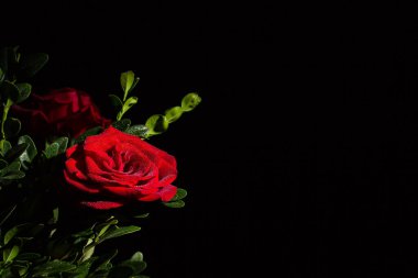 Siyah arka planda çiğ damlaları olan güzel kırmızı romantik gül.