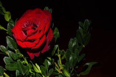 Siyah arka planda çiğ damlaları olan güzel kırmızı romantik gül.