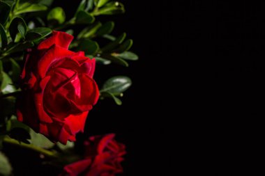 Siyah arka planda çiğ damlaları olan güzel kırmızı romantik gül.