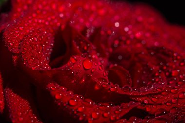 Siyah arka planda çiğ damlaları olan güzel kırmızı romantik gül.