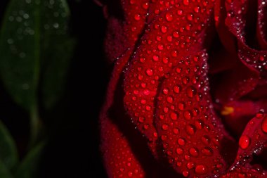 Siyah arka planda çiğ damlaları olan güzel kırmızı romantik gül.