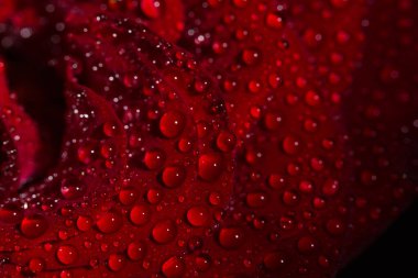 Siyah arka planda çiğ damlaları olan güzel kırmızı romantik gül.