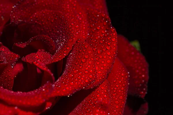 Beautiful red romantic rose with dew drops on black background