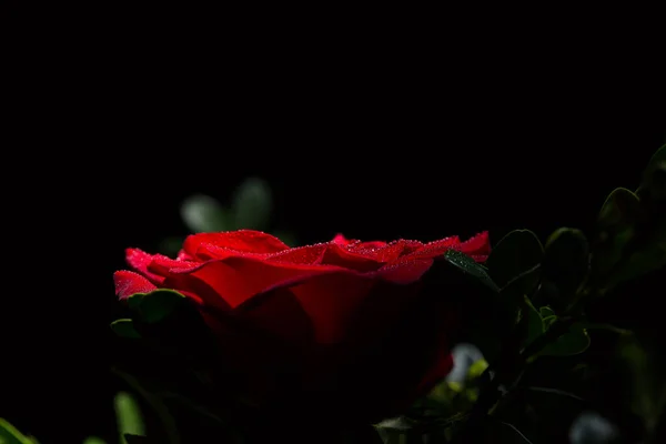 美丽的红色浪漫玫瑰 黑色背景上有露珠 — 图库照片