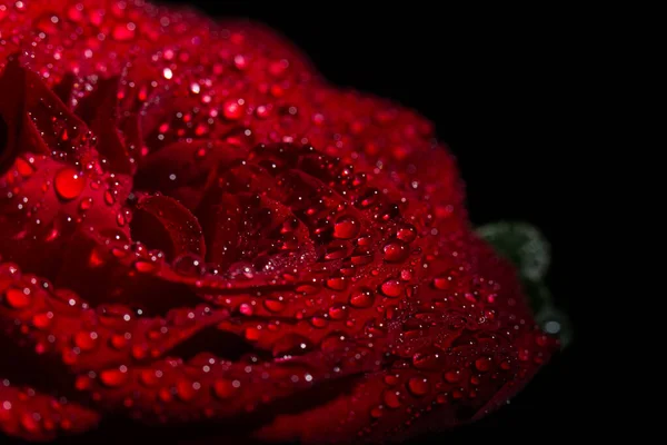 Belle Rose Romantique Rouge Avec Des Gouttes Rosée Sur Fond — Photo