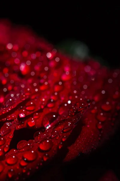 Красива Червона Романтична Троянда Краплями Роси Чорному Тлі — стокове фото