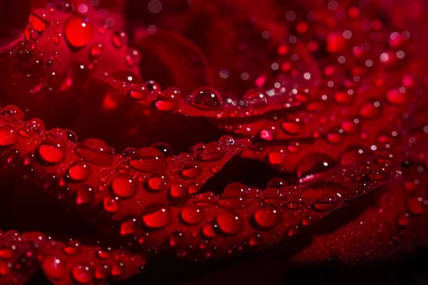 Piękna Czerwona Romantyczna Róża Kroplami Rosy Czarnym Tle — Zdjęcie stockowe