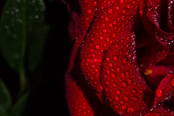 Beautiful Red Romantic Rose Dew Drops Black Background — Stock Photo, Image