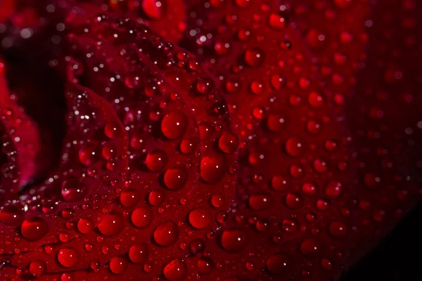 Siyah arka planda çiğ damlaları olan güzel kırmızı romantik gül.