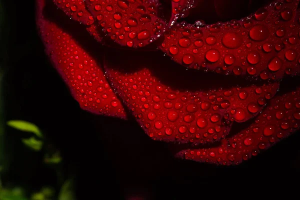 Beautiful Red Romantic Rose Dew Drops Black Background — Stock Photo, Image