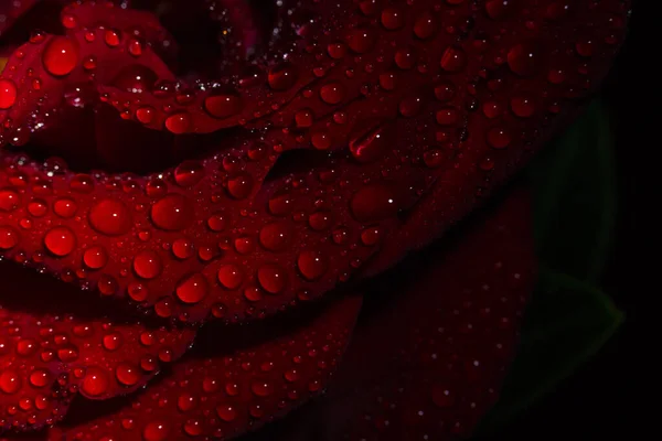 Beautiful Red Romantic Rose Dew Drops Black Background — Stock Photo, Image
