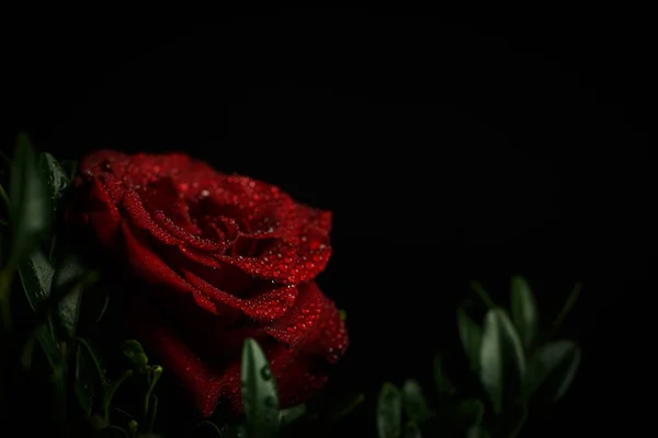 Schöne Romantische Rote Rose Mit Tautropfen Auf Schwarzem Hintergrund — Stockfoto