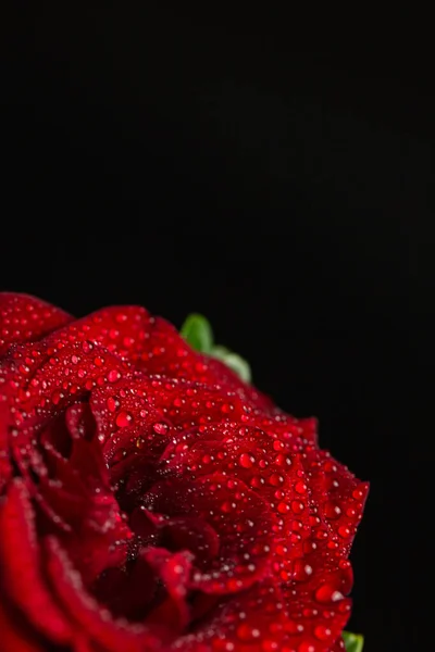 Красная Романтическая Роза Каплями Росы Черном Фоне — стоковое фото