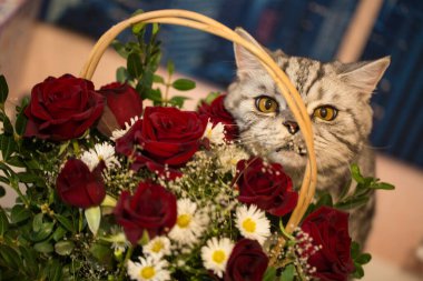 Çiçeklerin yanındaki güzel ve genç İskoç kedisi