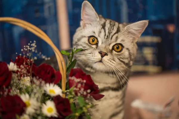 Beautiful and young Scotsman cat near flowers