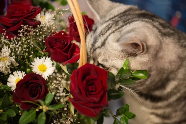 Beautiful and young Scotsman cat near flowers