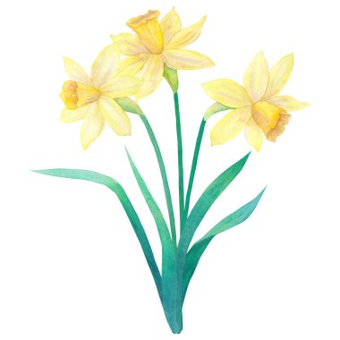 Spring bouquet of bright yellow daffodils or narcissus and leaves. Three flowers. Hand drawn watercolor illustration. Isolated on white background.
