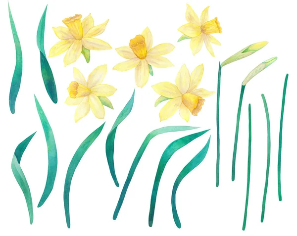 Το Daffodils ή νάρκισσος. Κίτρινα λουλούδια και τα φύλλα. Μεγάλη συλλογή. Ακουαρέλα χέρι εικονογράφηση. Απομονωμένα σε λευκό φόντο. — Φωτογραφία Αρχείου