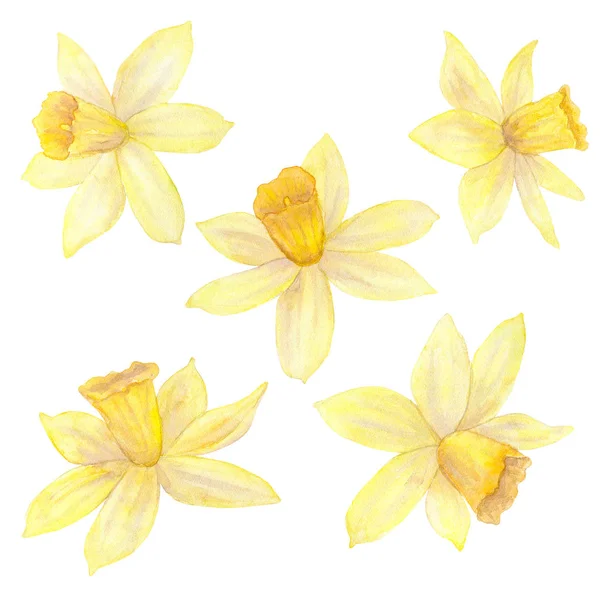 Daffodils ou narciso. Flores amarelas. Watercolor ilustração desenhada à mão. Isolado sobre fundo branco . — Fotografia de Stock