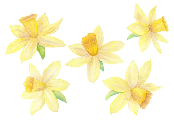 Narcisos o narcisos. Flores amarillas. Acuarela ilustración dibujada a mano. Aislado sobre fondo blanco . — Foto de Stock