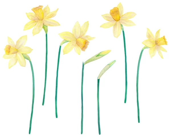 Narcisos o narcisos. Flores amarillas. Acuarela ilustración dibujada a mano. Aislado sobre fondo blanco . — Foto de Stock