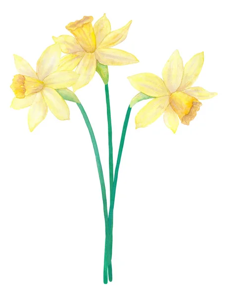 Spring bouquet of bright yellow daffodils or narcissus. Three flowers. Hand drawn watercolor illustration. Isolated on white background. — Zdjęcie stockowe