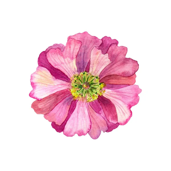 Vacker rosa blomma med gula ståndare. Akvarell handritad illustration. Isolerad på vit bakgrund. — Stockfoto