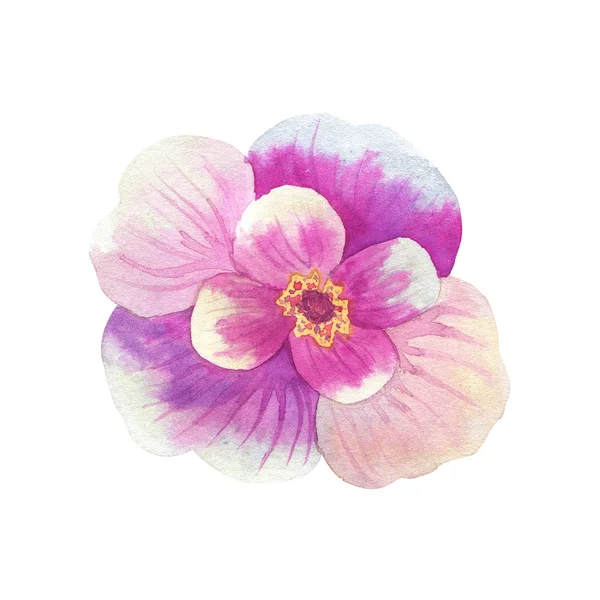 Vacker rosa blomma med gula ståndare. Akvarell handritad illustration. Isolerad på vit bakgrund. — Stockfoto