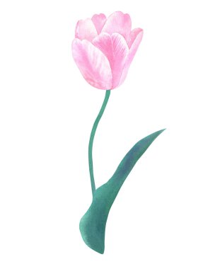 Pembe lale pastel renklerde yeşil yaprak sapı üzerinde. El suluboya resim çekilmiş. Beyaz izole.