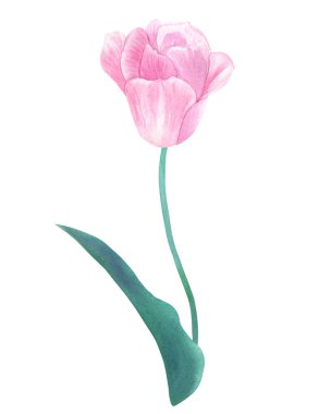 Pembe lale pastel renklerde yeşil yaprak sapı üzerinde. El suluboya resim çekilmiş. Beyaz izole.