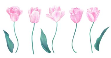 Sapları ve yaprakları ile Pembe lale kümesi. Pastel renklerde tasarım öğeleri. El suluboya resim çekilmiş. Beyaz izole.