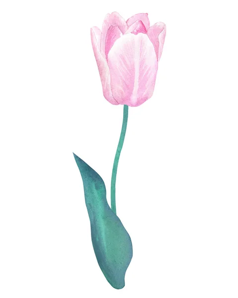 Tulipano Rosa Stelo Con Foglia Verde Nei Colori Pastello Illustrazione — Foto Stock