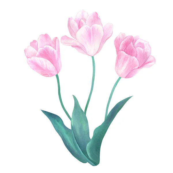 パステル カラーの緑の葉を持つ つのピンクのチューリップの花束 手描き水彩イラスト 白で隔離 — ストック写真