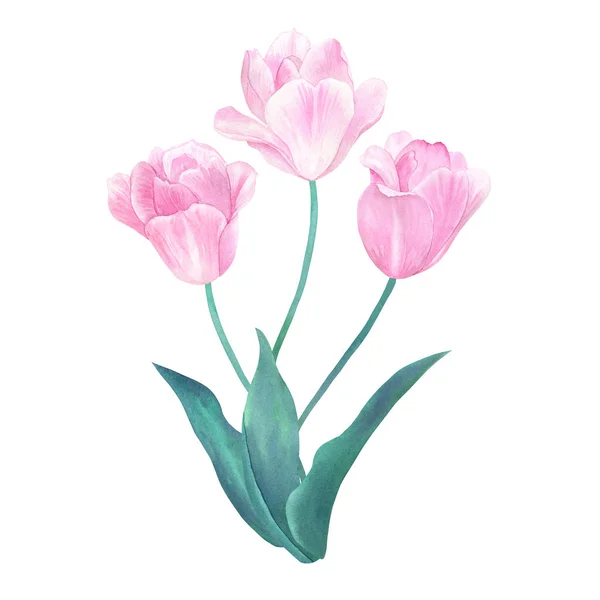 三个粉红色郁金香的花束 绿叶柔和的颜色 手绘水彩插图 在白色上隔离 — 图库照片