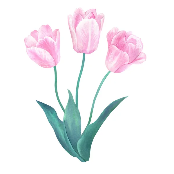 Bouquet Tre Tulipani Rosa Illustrazione Acquerello Disegnata Mano Isolato Bianco — Foto Stock