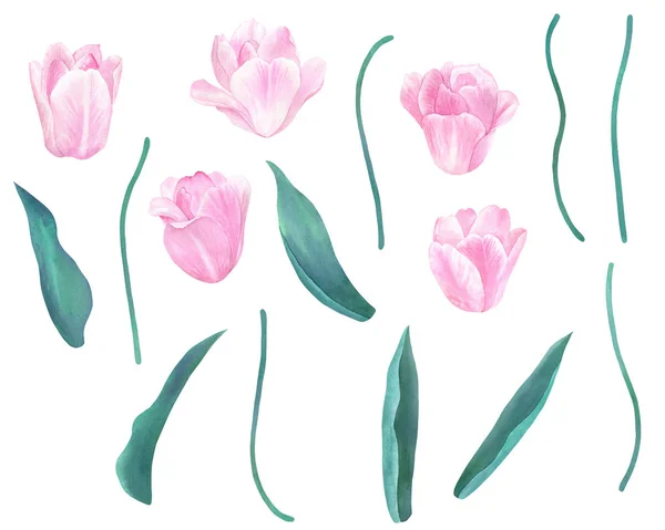 Set Tulipani Rosa Con Steli Foglie Elementi Design Colori Pastello — Foto Stock